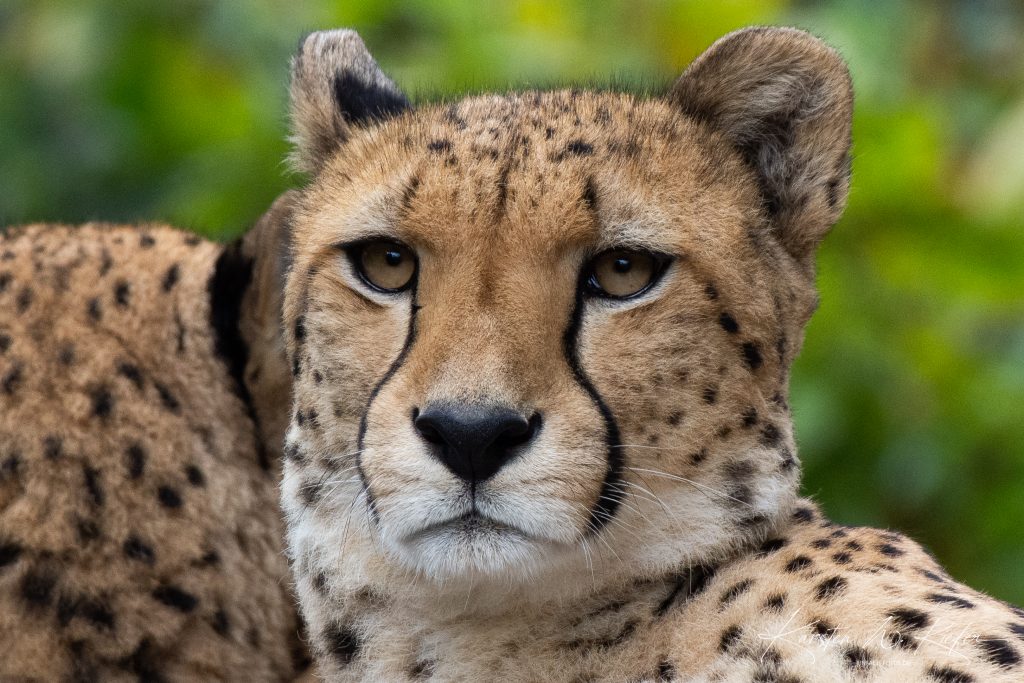 Tieraufnahme beim Fotoworkshop im Kölner Zoo