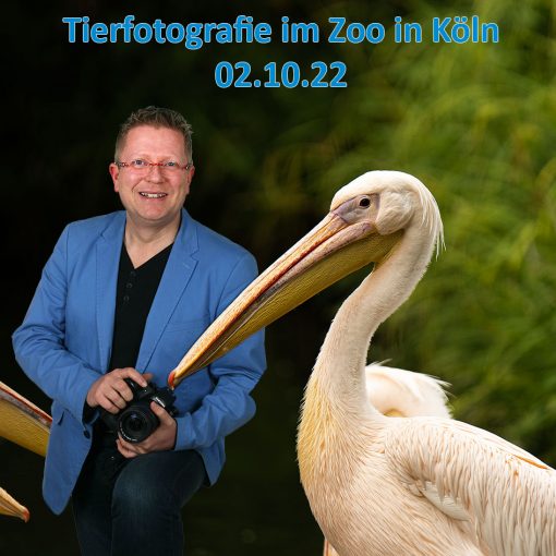 Fotokurs Tierfotografie im Zoo Köln