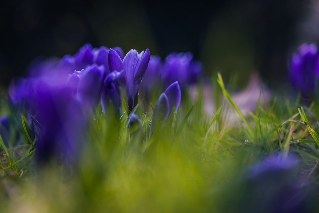 Violette Frühlingsblüten mit geringer Schärfentiefe bei einem Makrofotografie-Kurs