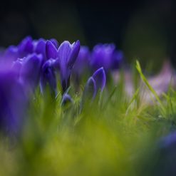 Violette Frühlingsblüten mit geringer Schärfentiefe