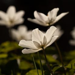 Buschwindröschen im Gegenlicht – Makrofotografie-Kurs
