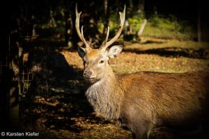 Fotowalk im Wild- und Wanderpark Rappweiler-Zwalbach