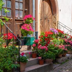 Blumengeschmückter Hauseingang in einer Gasse von Eguisheim