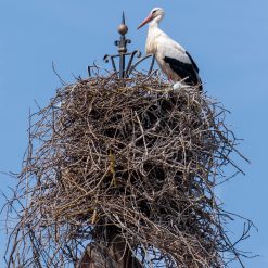 Weißstorch auf einem hohen Nest in Eguisheim im Elsass
