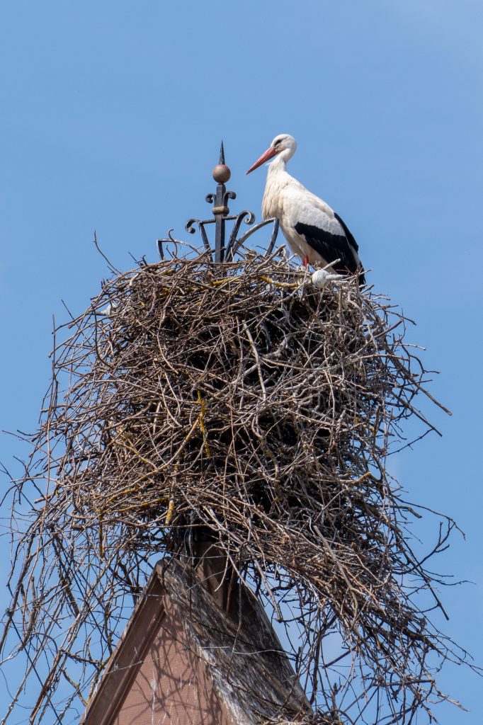 Weißstorch auf einem hohen Nest in Eguisheim im Elsass