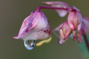 Makroaufnahme eines Waldmotivs mit geringer Schärfentiefe