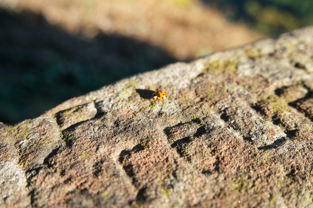 Kleiner Marienkäfer auf einer verwitterten Holzoberfläche an der Saarschleife