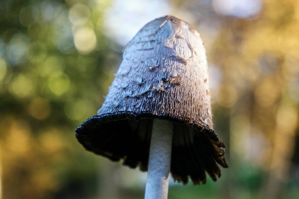 Nahaufnahme eines Pilzes vor unscharfem herbstlichem Wald bei der Saarschleife