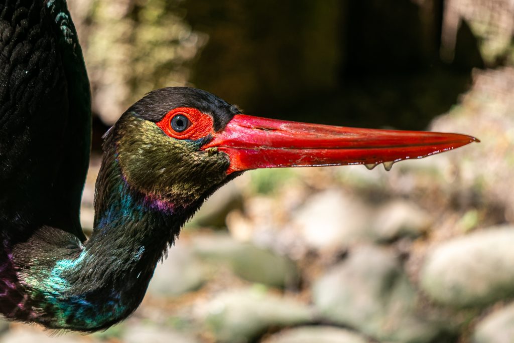 Porträt eines Schwarzstorchs mit rotem Schnabel im Tierpark Sainte-Croix