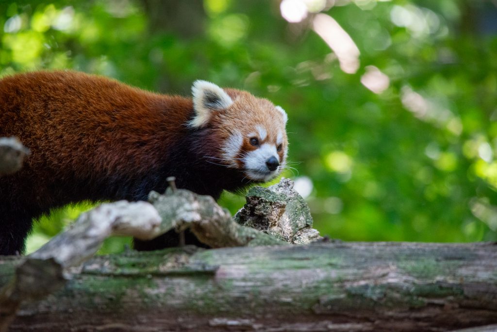Roter Panda auf einem Baumstamm im Tierpark Sainte-Croix