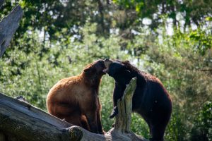 Zwei Amerikanische Schwarzbären bei einer Begegnung auf einem Baumstamm im Tierpark Sainte-Croix