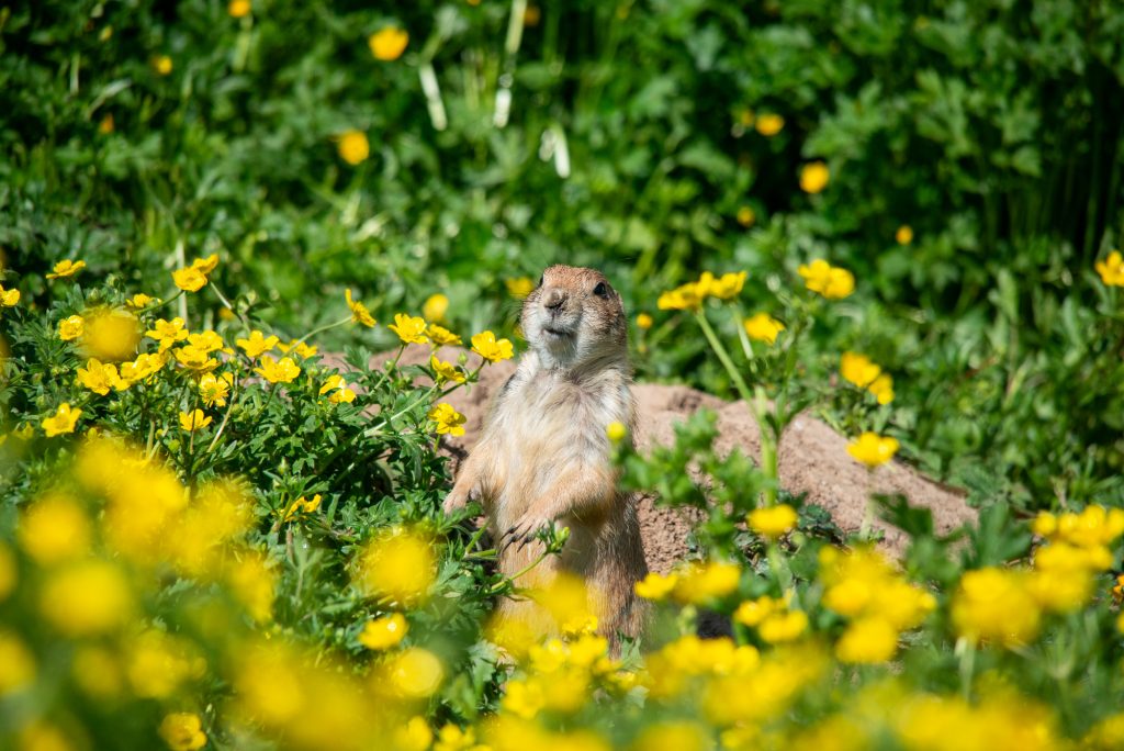 Aufmerksamer Präriehund zwischen gelben Blüten im Tierpark Sainte-Croix