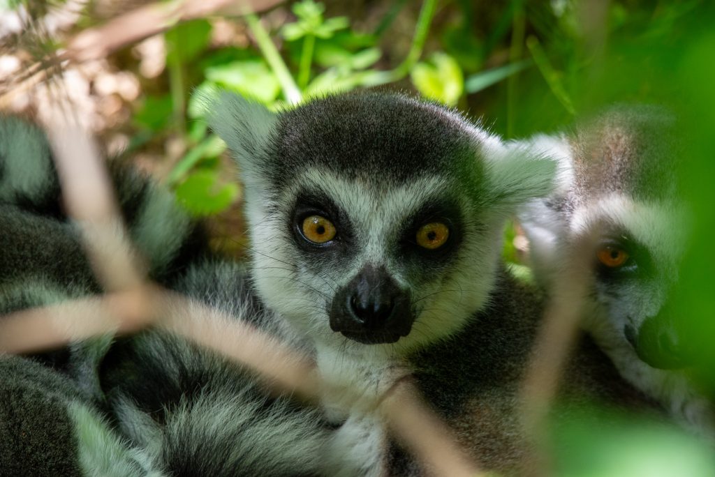 Katta mit leuchtenden Augen zwischen unscharfen Blättern im Tierpark Sainte-Croix