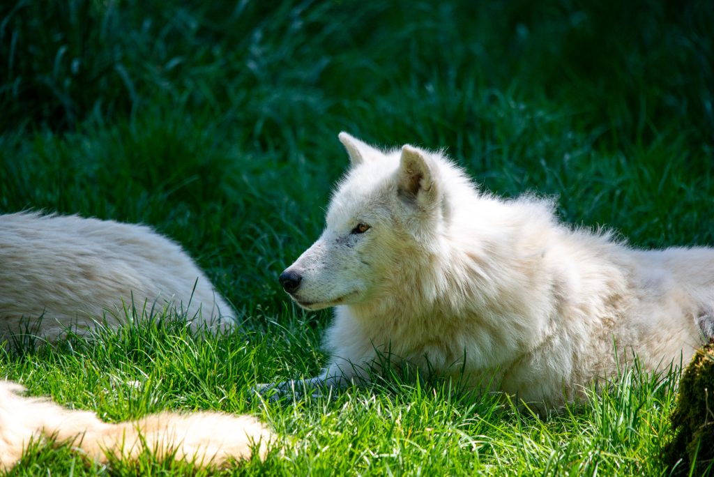 Arktischer Wolf im Gras im Tierpark Sainte-Croix