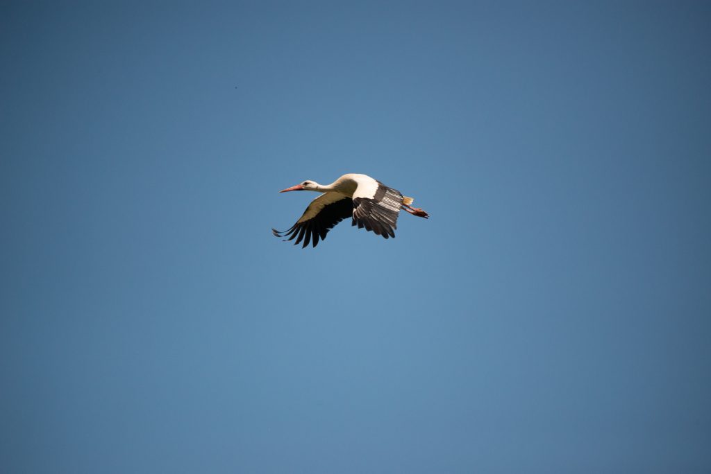 Weißstorch im Flug vor blauem Himmel im Tierpark Sainte-Croix