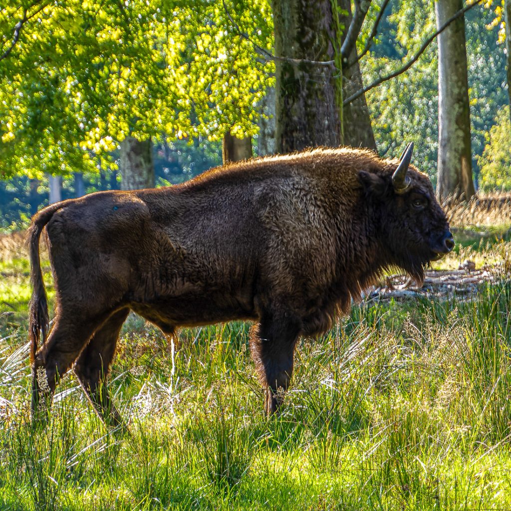 Wisent im Wald des Wild- und Wanderparks Weiskirchen