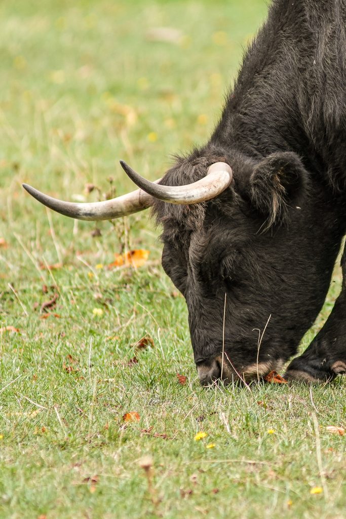 Auerochse mit langen Hörnern beim Grasen im Wildpark Weiskirchen