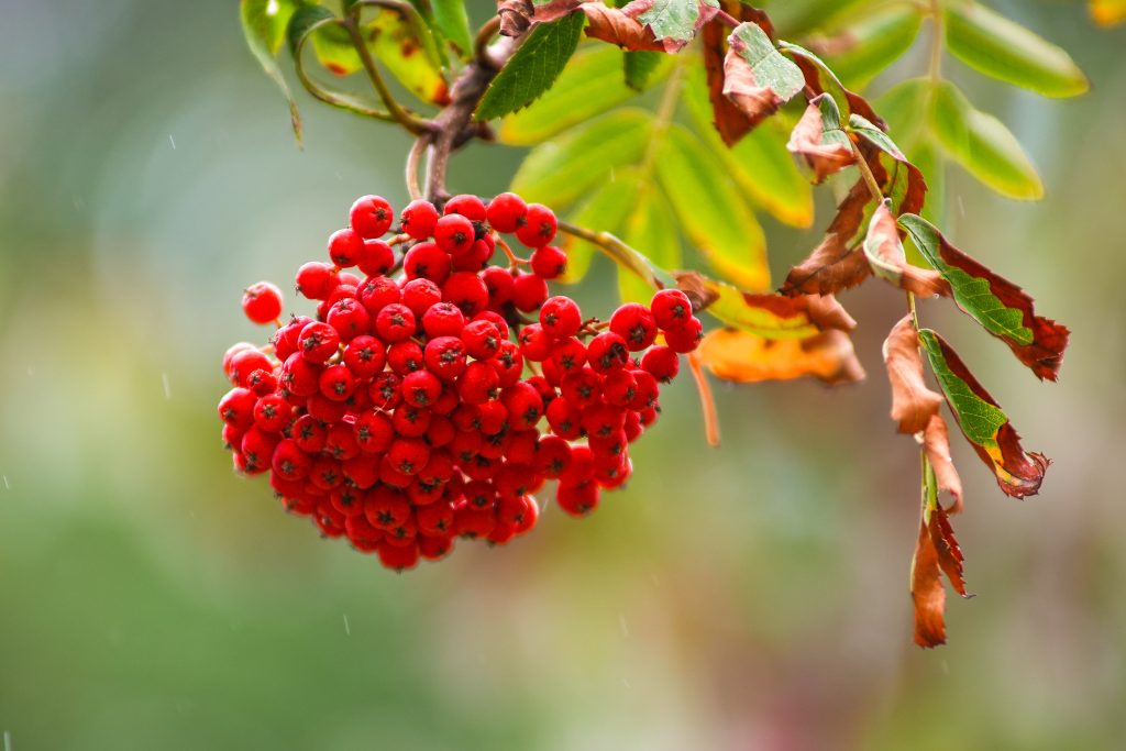 Rote Vogelbeeren vor weichem Hintergrund im Wildpark Weiskirchen