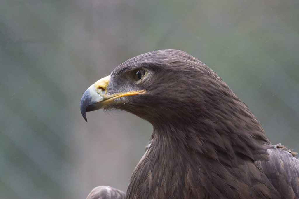 Seitliches Porträt eines Greifvogels im Wildpark Weiskirchen