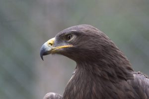 Seitliches Porträt eines Greifvogels im Wildpark Weiskirchen