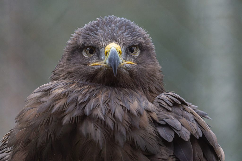 Frontales Porträt eines Greifvogels im Wildpark Weiskirchen
