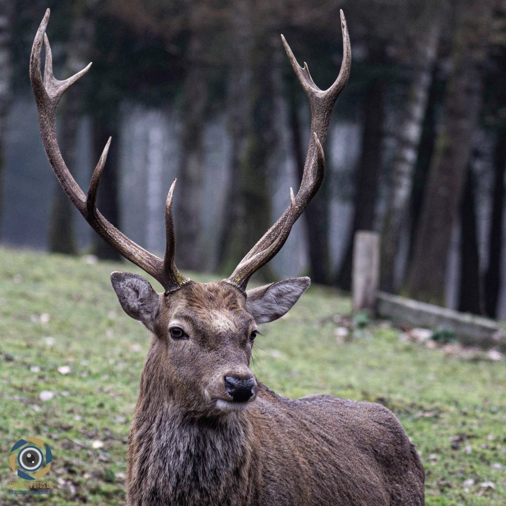 Rothirsch mit großem Geweih im Wild- und Wanderpark Weiskirchen