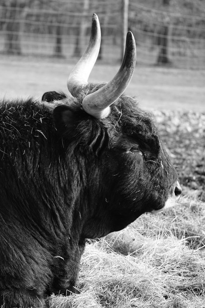 Auerochse mit markanten Hörnern als Schwarz-Weiß-Aufnahme im Wildpark Weiskirchen